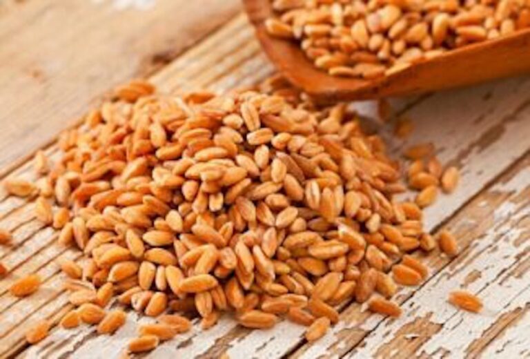 When to Plant Winter Wheat to Harvest Your Own Chicken Feed Countryside